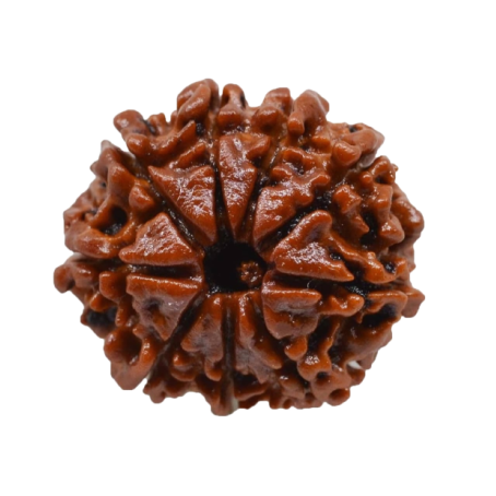Natural Rudraksha