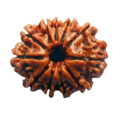 Natural Rudraksha