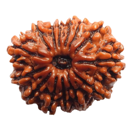 Natural Rudraksha