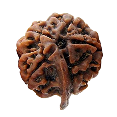 Natural Rudraksha