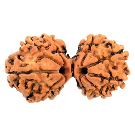 Natural Rudraksha
