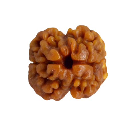 Natural Rudraksha