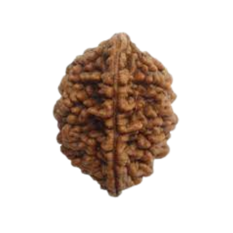 Natural Rudraksha