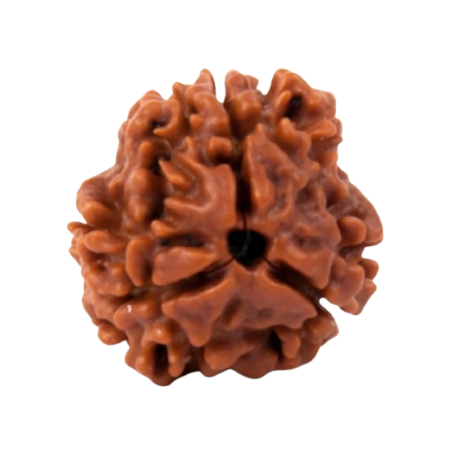 Natural Rudraksha
