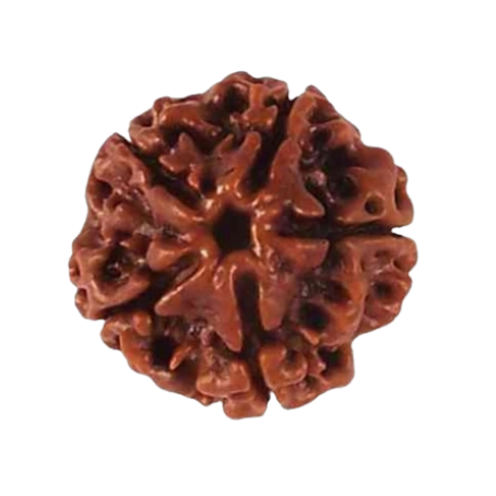Natural Rudraksha