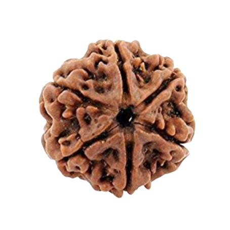 Natural Rudraksha