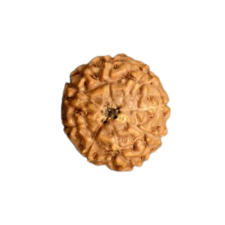 Natural Rudraksha
