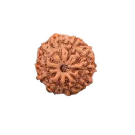 Natural Rudraksha