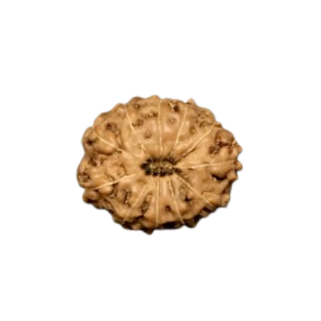 Natural Rudraksha