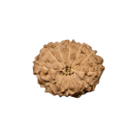 Natural Rudraksha