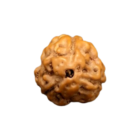 Natural Rudraksha
