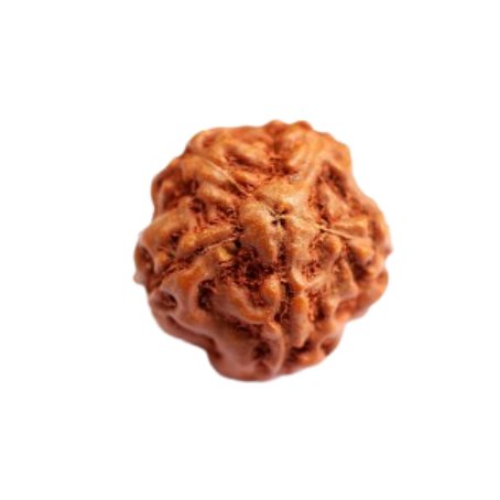 Natural Rudraksha