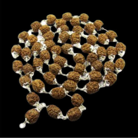 Natural Rudraksha