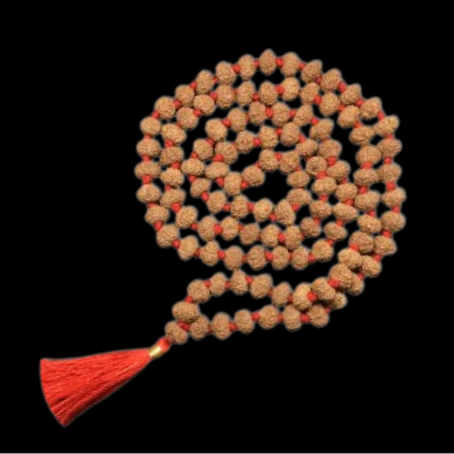 Natural Rudraksha
